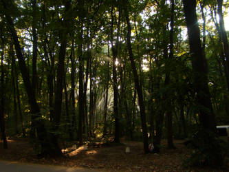 Rays In Forest