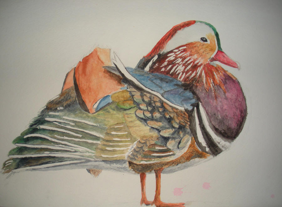 mandarin Duck