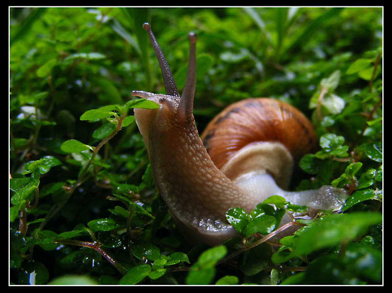Snail