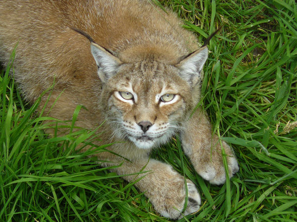 Lynx lynx 2