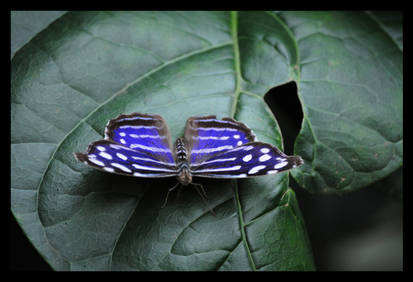 Mexican Bluewing