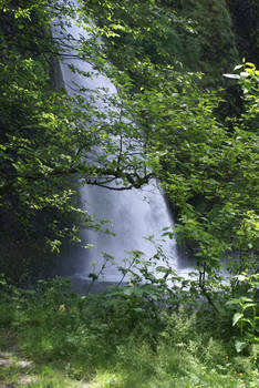 forest waterfall