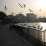 Osaka Gulls