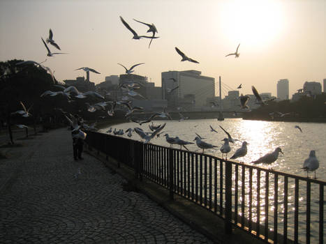 Osaka Gulls