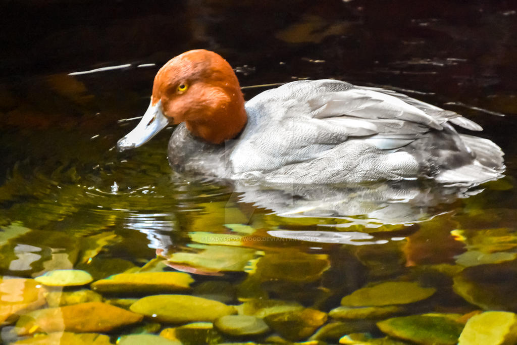Red Headed Duck by LadyFrostwood on DeviantArt