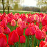 field of lips...tulips