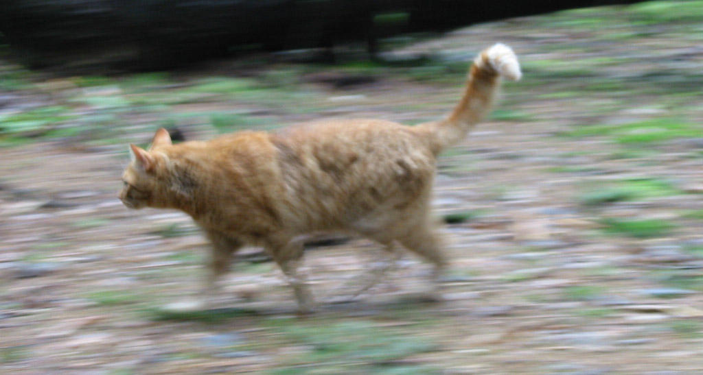 High-speed cat by jakobc on DeviantArt