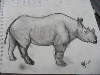 Rhino