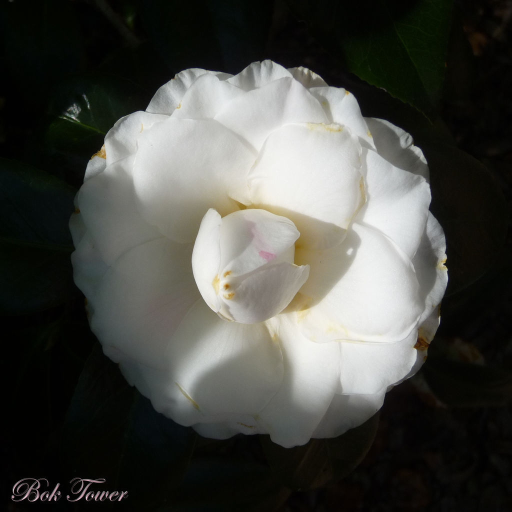 Camelia