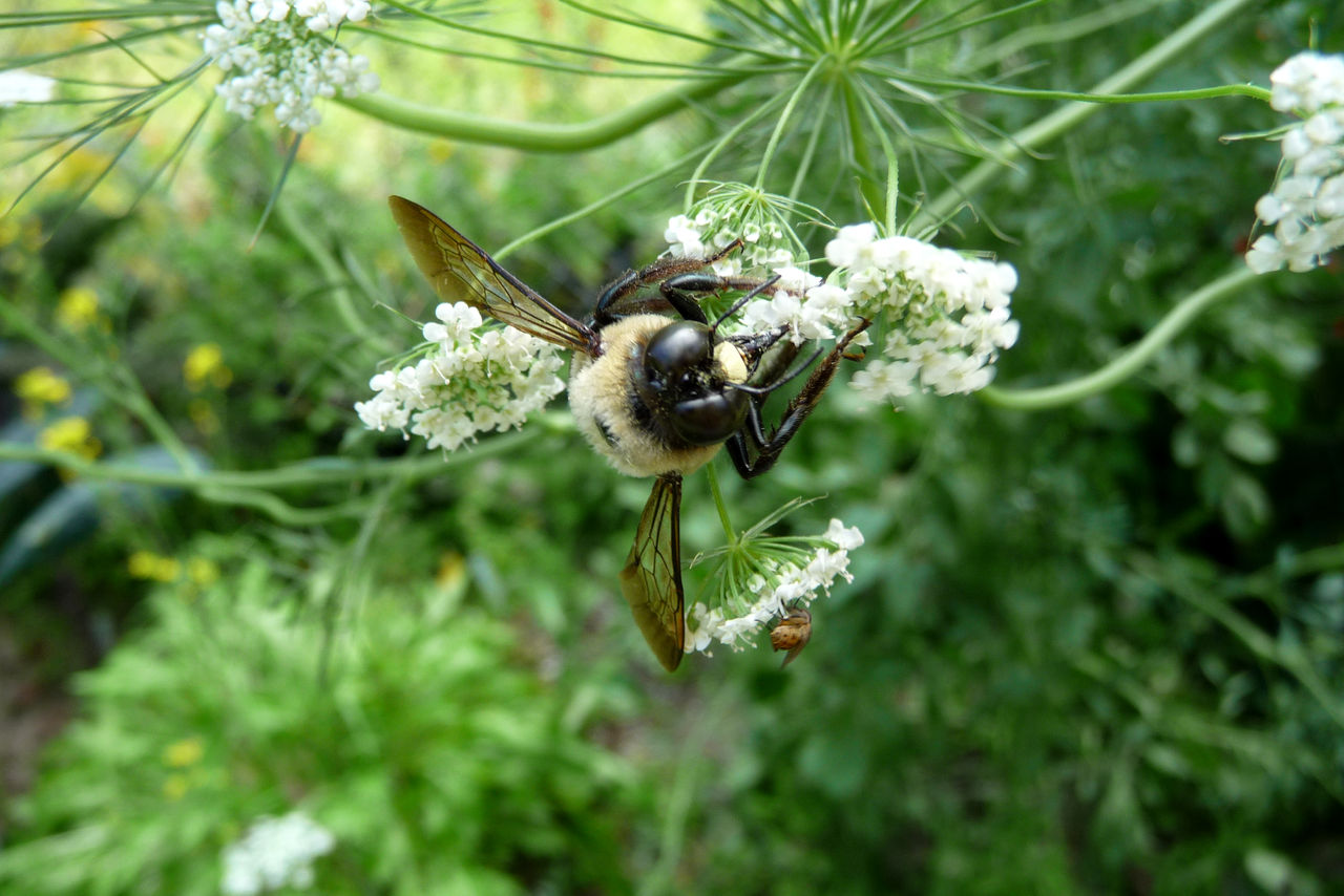 Male Carpenter Bee