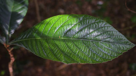 DSCF0229-3-31-24-AisLoquat