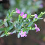 Small Pink Flower