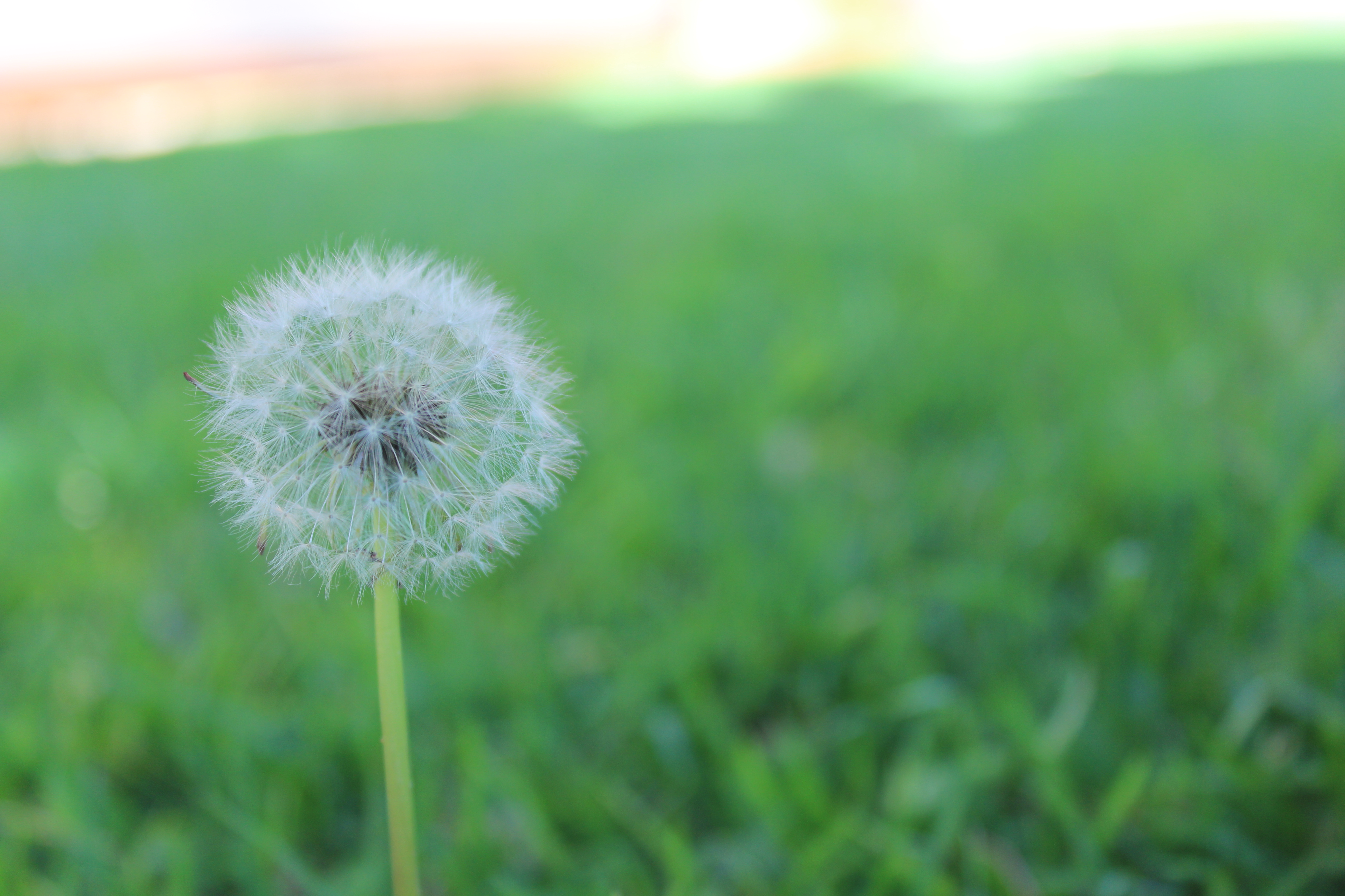 Dandelion