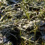 Snowy grass