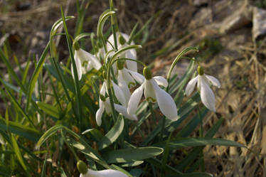 white bells