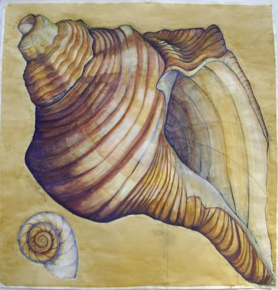 The Shell