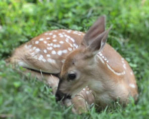 Deer in my Yard