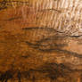 wood burl texture rough cracked natural wooden wal