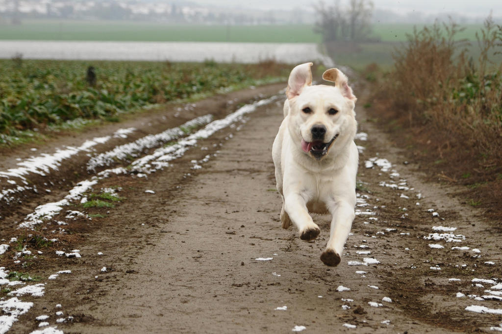 Sam Run 2 by kubidlo68 on DeviantArt