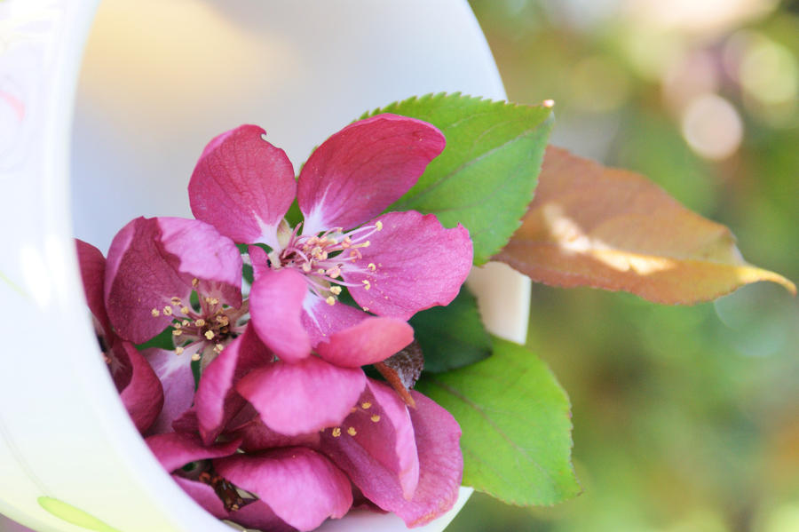 Cup full of Blossom