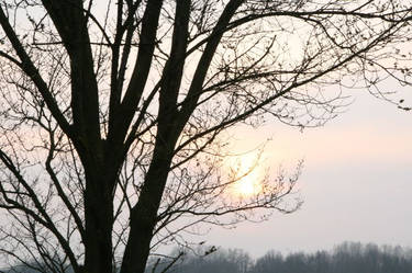 Tree n Sky