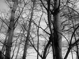 Monochrome Trees #2