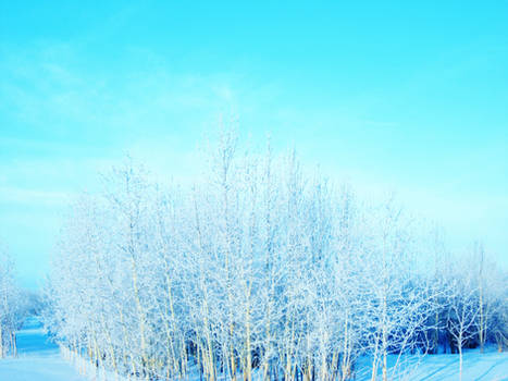 Blue Frosted Trees