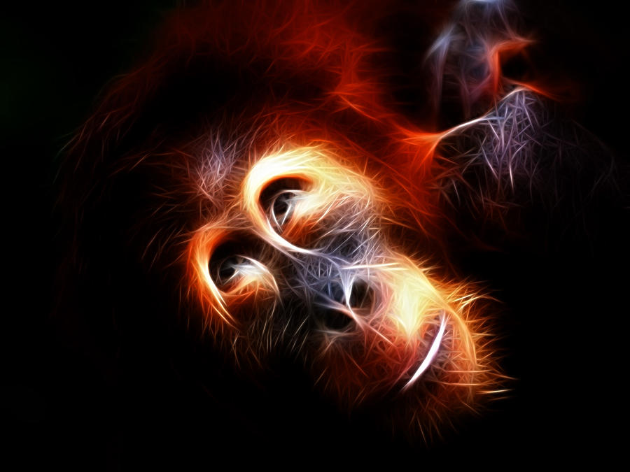 Orangutan