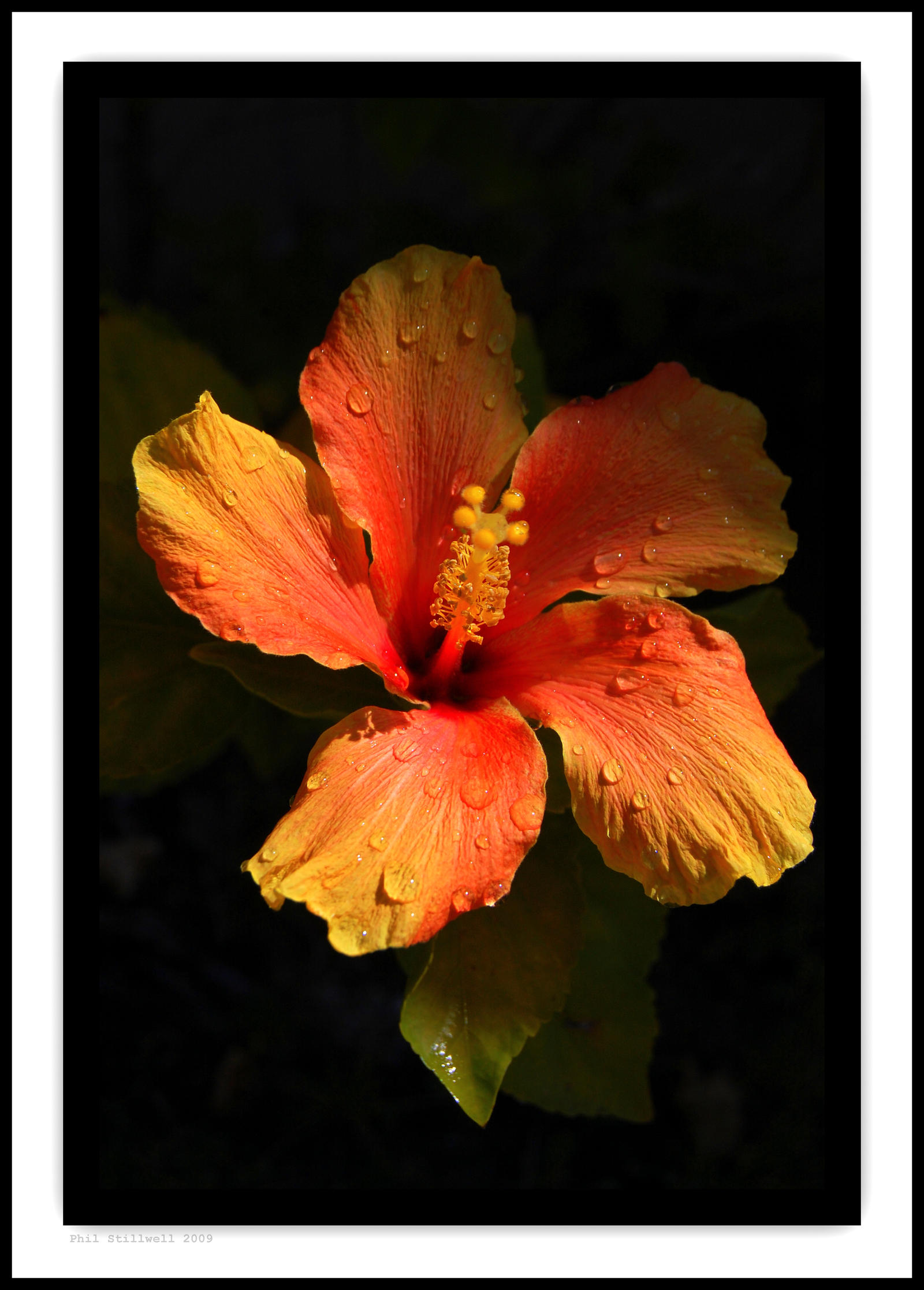 Hibiscus