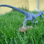 Velociraptor