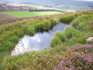 Pond near the ruins