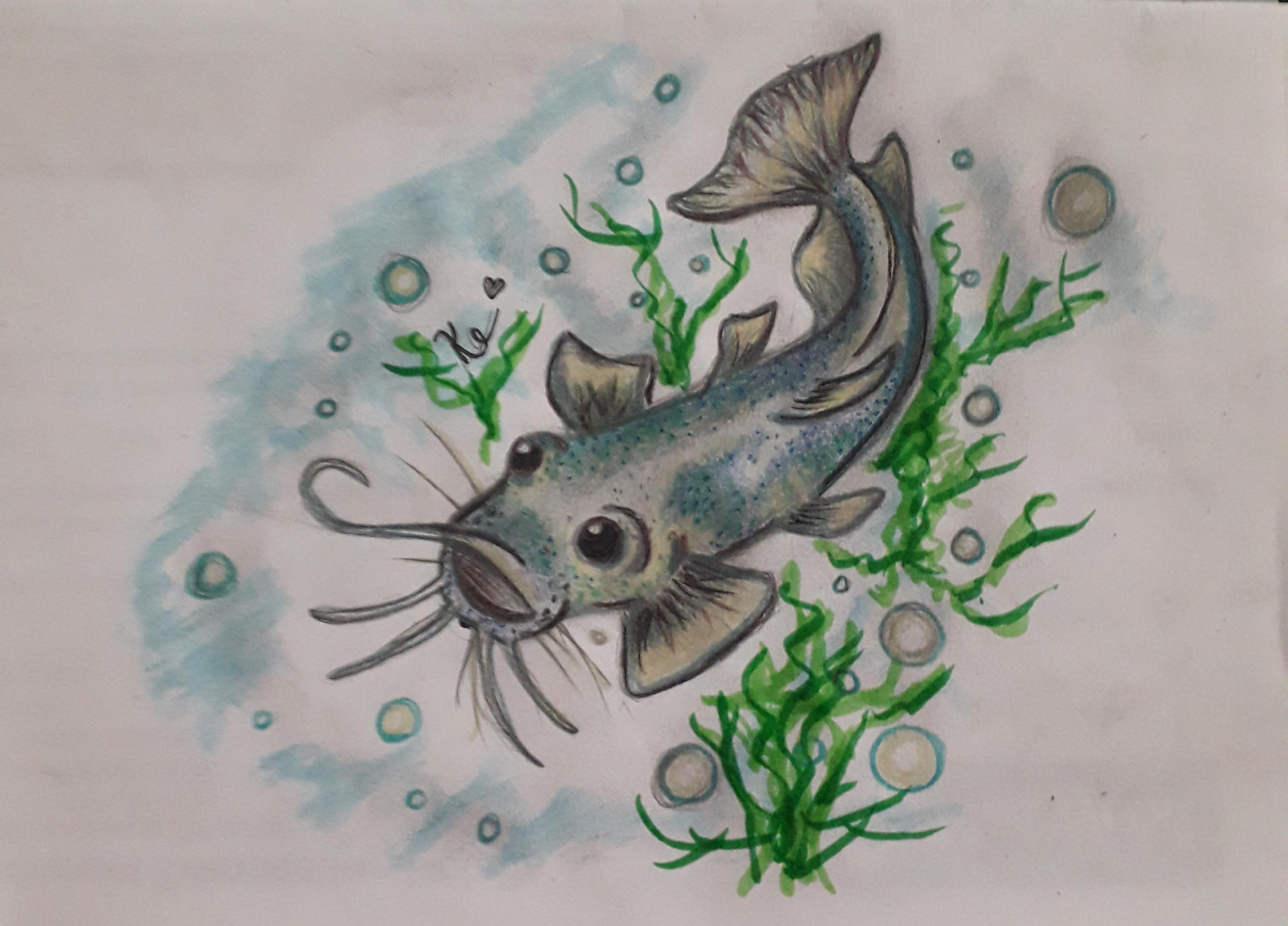 Catfish by KrenlmEdwards on DeviantArt