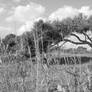 Valencian Tree