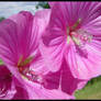Canal Flowers