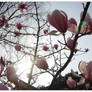 Summer Blossoms