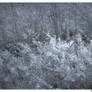 Winterfrost