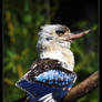 kookaburra