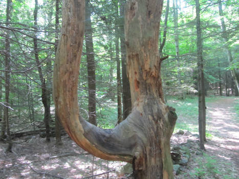 Elephant tree trunk