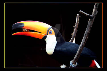 Toucan