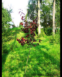 the only red tree in the world