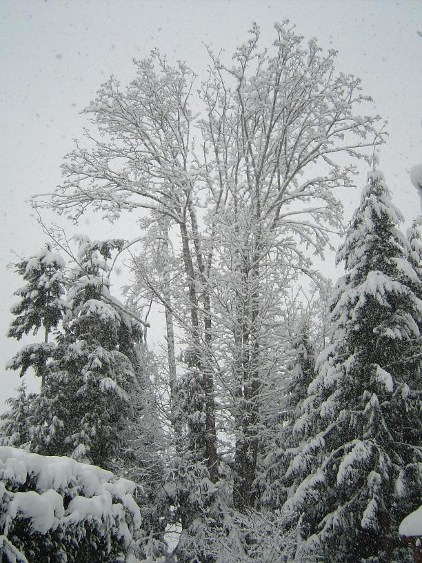 Maple snow by Degman on DeviantArt