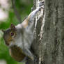 Squirrel Hanging Around 2017-06-03 (239)