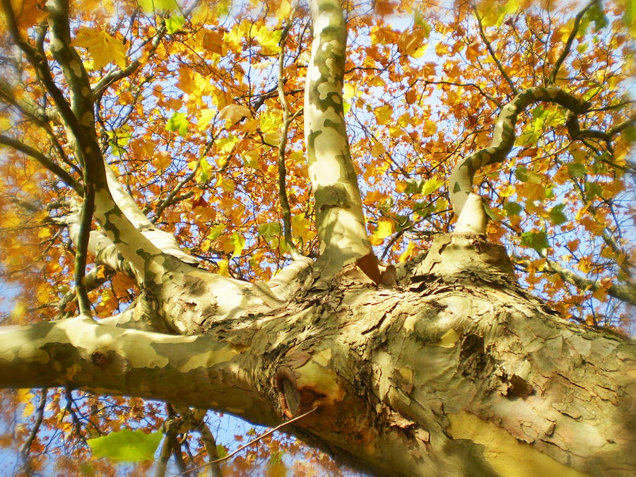 Bochum's Tree by TenshiKatana on DeviantArt