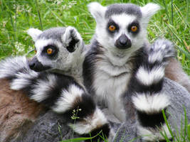Ring-tailed Lemurs