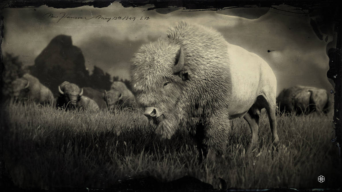 RDR2: Buffalo Photo by SPARTAN22294 on DeviantArt
