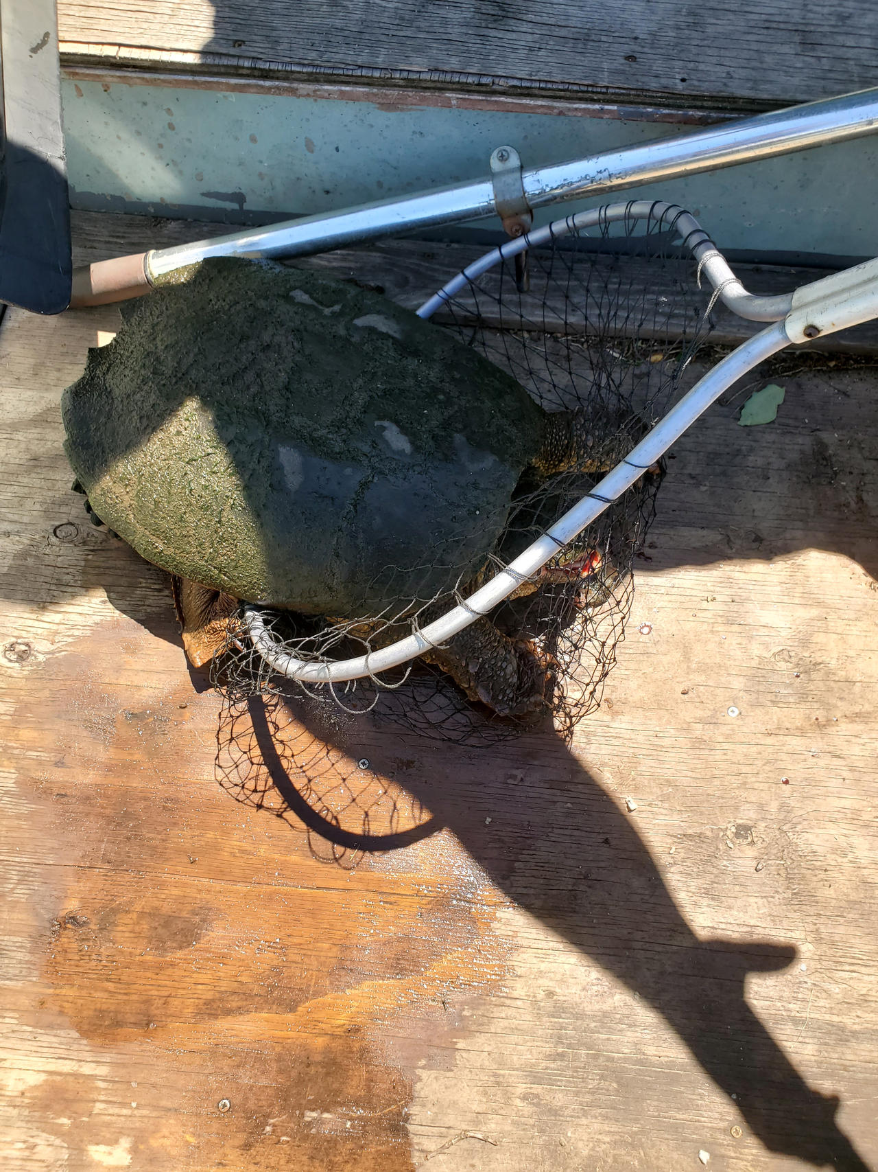 We caught a Snapping Turtle by SPARTAN22294 on DeviantArt