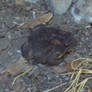 Eastern American Toad