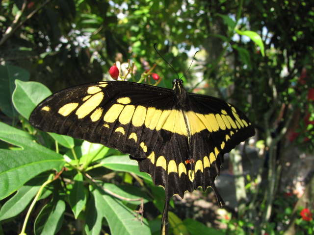 Thoas Swallowtail