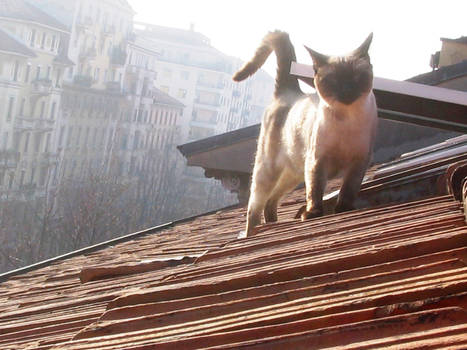 Cat on the roof