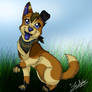 Gift: Blue the Corgi-Mix